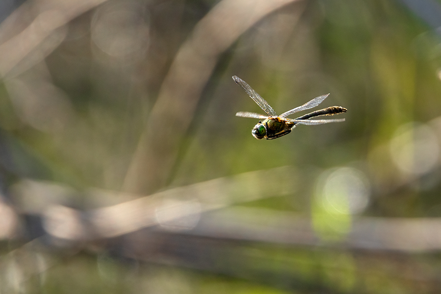 Corduliidae, Cordulia aenea, Grimma, Sachsen, Cordulia, Muldental, richter-naturfotografie.de