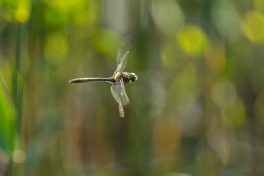 Corduliidae, Cordulia aenea, Grimma, Sachsen, Cordulia, Muldental, richter-naturfotografie.de