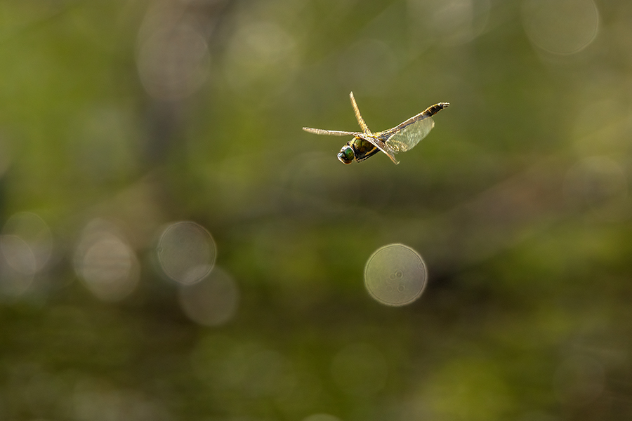 Corduliidae, Cordulia aenea, Grimma, Sachsen, Cordulia, Muldental, richter-naturfotografie.de