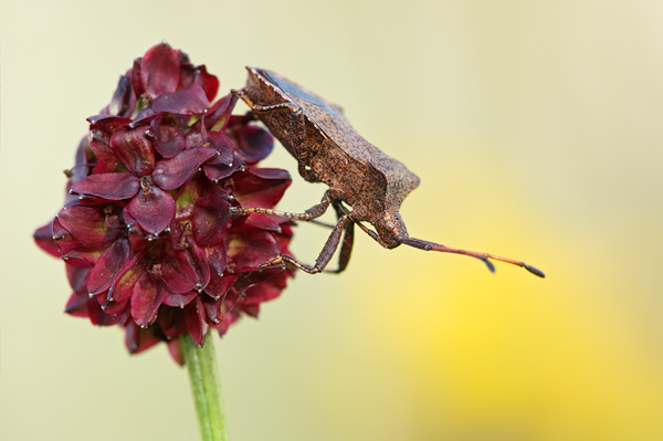 Saumwanze - Coreus marginatus