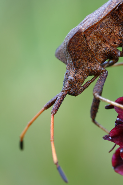 Saumwanze - Coreus marginatus