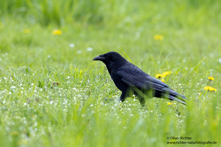 Nebelkraehen, Rabenkraehe - Corvus corone cornix, Raben, Rabenvoegel, Muldental