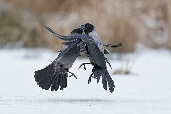 Nebelkraehen - Corvus corone cornix, Raben, Rabenvoegel, Muldental