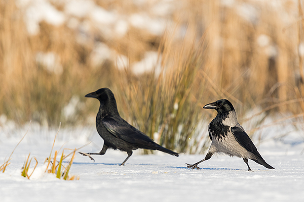 Nebelkraehen - Corvus corone cornix, Rabenkraehe, Raben, Rabenvoegel, Muldental