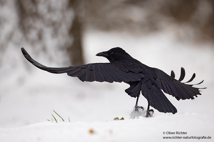 Nebelkraehen, Rabenkraehe - Corvus corone cornix, Raben, Rabenvoegel, Muldental