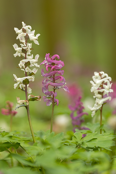 Corydalis cava - Hohler Lerchensporn