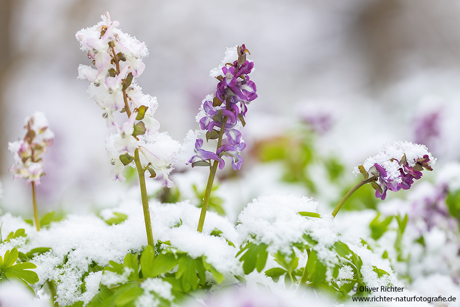 Corydalis cava - Hohler Lerchensporn