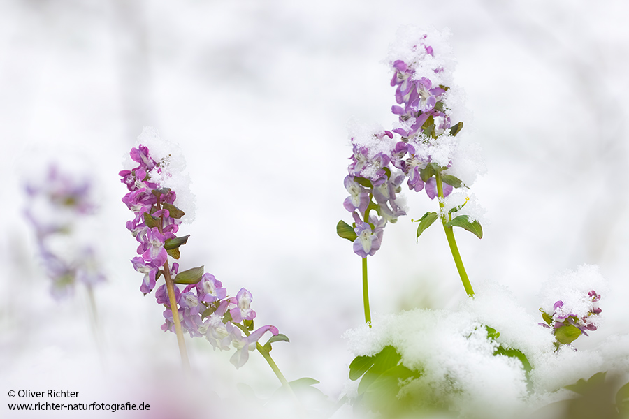 Corydalis cava - Hohler Lerchensporn