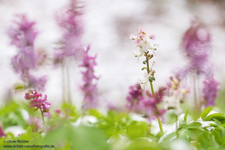 Corydalis cava - Hohler Lerchensporn