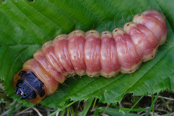 Raupe des Weidenbohrers - Cossus cossus
