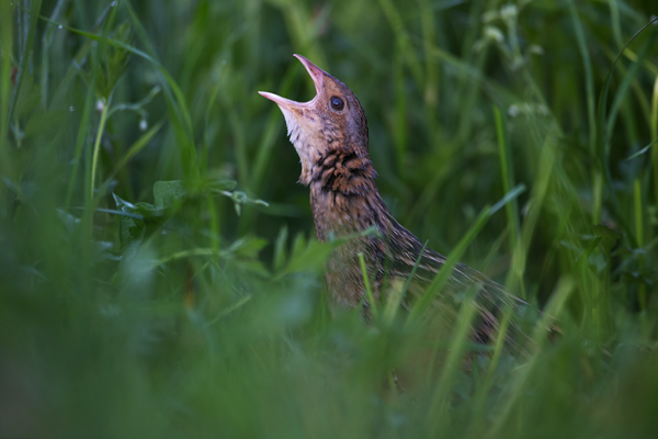 Wachtelkoenig, Wachtel, Crex crex, Kranichvoegel, Vogel, Voegel. Sachsen, Grimma, Muldental, Wachtelkönig_in_ Sachsen, Wiesenknarrer, Wiesenralle, www.richter-naturfotografie.de