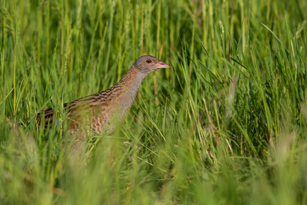 Wachtelkoenig, Wachtel, Crex crex, Kranichvoegel, Vogel, Voegel. Sachsen, Grimma, Muldental, Wachtelkönig_in_ Sachsen, Wiesenknarrer, Wiesenralle, www.richter-naturfotografie.de