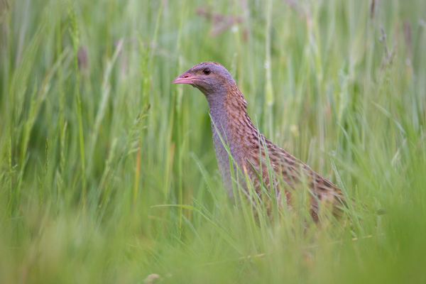 Wachtelkoenig, Wachtel, Crex crex, Kranichvoegel, Vogel, Voegel. Sachsen, Grimma, Muldental, Wachtelkönig_in_ Sachsen, Wiesenknarrer, Wiesenralle, www.richter-naturfotografie.de
