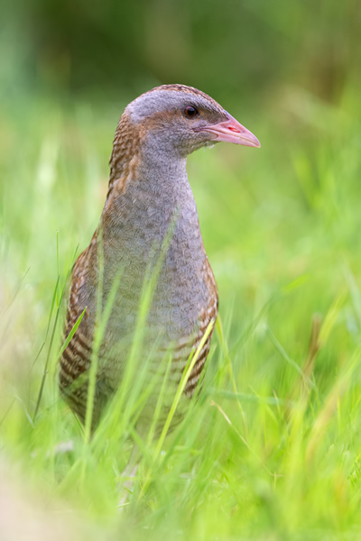 Wachtelkoenig, Wachtel, Crex crex, Kranichvoegel, Vogel, Voegel. Sachsen, Grimma, Muldental, Wachtelkönig_in_ Sachsen, Wiesenknarrer, Wiesenralle, www.richter-naturfotografie.de