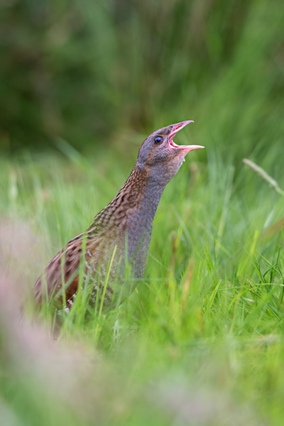 Wachtelkoenig, Wachtel, Crex crex, Kranichvoegel, Vogel, Voegel. Sachsen, Grimma, Muldental, Wachtelkönig_in_ Sachsen, Wiesenknarrer, Wiesenralle, www.richter-naturfotografie.de