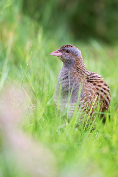 Wachtelkoenig, Wachtel, Crex crex, Kranichvoegel, Vogel, Voegel. Sachsen, Grimma, Muldental, Wachtelkönig_in_ Sachsen, Wiesenknarrer, Wiesenralle, www.richter-naturfotografie.de