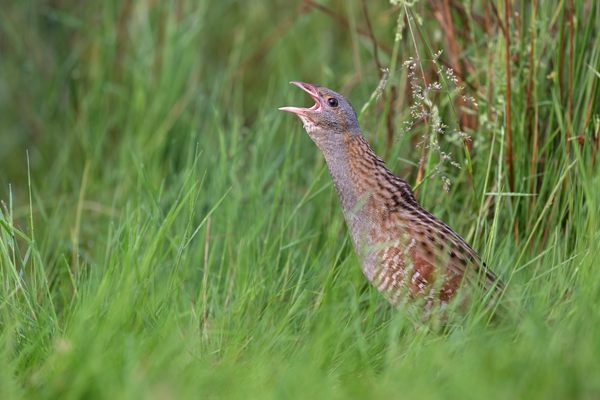 Wachtelkoenig, Wachtel, Crex crex, Kranichvoegel, Vogel, Voegel. Sachsen, Grimma, Muldental, Wachtelkönig_in_ Sachsen, Wiesenknarrer, Wiesenralle, www.richter-naturfotografie.de
