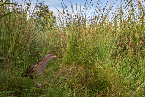 Wachtelkoenig, Wachtel, Crex crex, Kranichvoegel, Vogel, Voegel. Sachsen, Grimma, Muldental, Wachtelkönig_in_ Sachsen, Wiesenknarrer, Wiesenralle, www.richter-naturfotografie.de