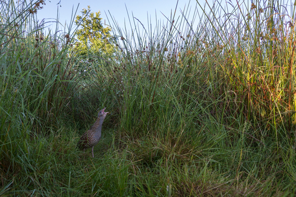 Wachtelkoenig, Wachtel, Crex crex, Kranichvoegel, Vogel, Voegel. Sachsen, Grimma, Muldental, Wachtelkönig_in_ Sachsen, Wiesenknarrer, Wiesenralle, www.richter-naturfotografie.de