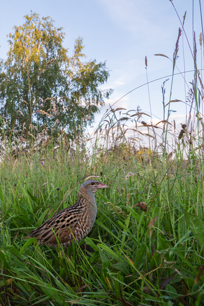 Wachtelkoenig, Wachtel, Crex crex, Kranichvoegel, Vogel, Voegel. Sachsen, Grimma, Muldental, Wachtelkönig_in_ Sachsen, Wiesenknarrer, Wiesenralle, www.richter-naturfotografie.de