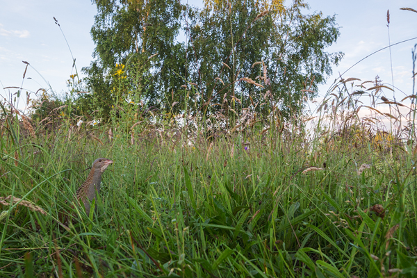 Wachtelkoenig, Wachtel, Crex crex, Kranichvoegel, Vogel, Voegel. Sachsen, Grimma, Muldental, Wachtelkönig_in_ Sachsen, Wiesenknarrer, Wiesenralle, www.richter-naturfotografie.de