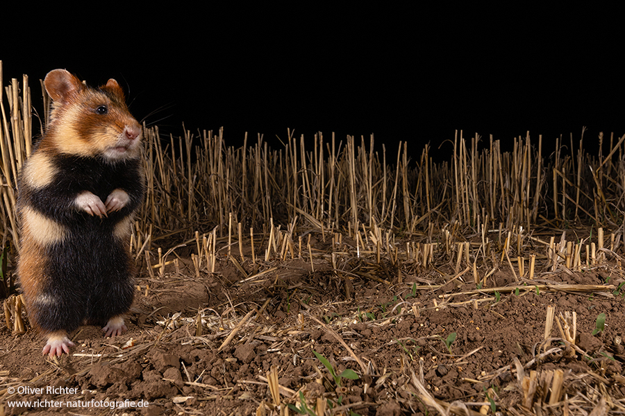 Feldhamster, Cricetus cricetus, Europaeischer Hamster, Hamster, Hamsterbacken, Muroidea, Wuehler, Wühler, Cricetidae, Großhamster, Myomorpha, Mäuseverwandte, Maeuseverwandte, Maeuseartige, Mäuseartige, Rodentia, Cricetidae, Cricetinae