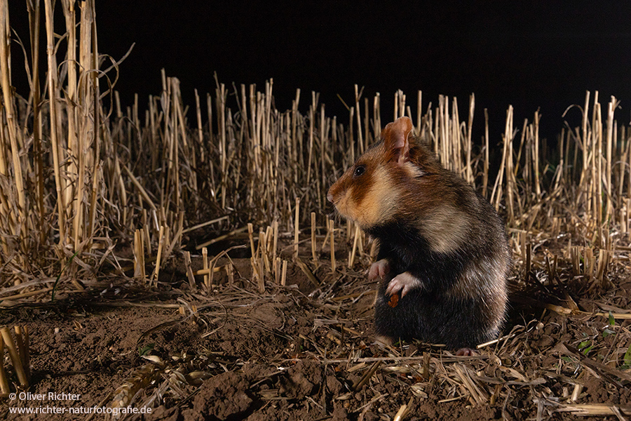 Feldhamster, Cricetus cricetus, Europaeischer Hamster, Hamster, Hamsterbacken, Muroidea, Wuehler, Wühler, Cricetidae, Großhamster, Myomorpha, Mäuseverwandte, Maeuseverwandte, Maeuseartige, Mäuseartige, Rodentia, Cricetidae, Cricetinae