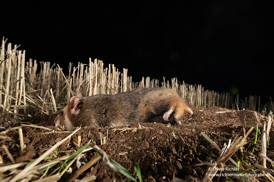 Feldhamster, Cricetus cricetus, Europaeischer Hamster, Hamster, Hamsterbacken, Muroidea, Wuehler, Wühler, Cricetidae, Großhamster, Myomorpha, Mäuseverwandte, Maeuseverwandte, Maeuseartige, Mäuseartige, Rodentia, Cricetidae, Cricetinae