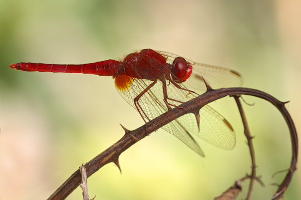 Feuerlibelle - Crocothemis erythraea - Maennchen