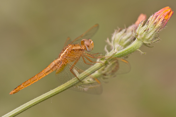 Feuerlibelle - Crocothemis erythraea - Maennchen
