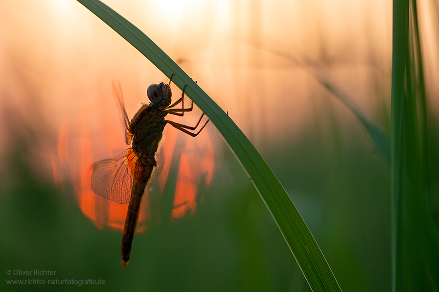 Feuerlibelle - Crocothemis erythraea 