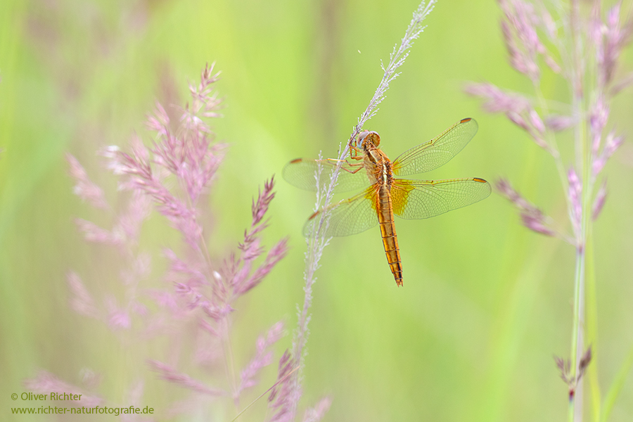 Feuerlibelle - Crocothemis erythraea, Maennchen, Weibchen, Segellibellen, Sachsen, Sachsen-Anhalt, Libelluloidea, Sympetrinae, Odonata, Paatrungsrad, Tandem, Großlibellen, Crocothemis, Anisoptera