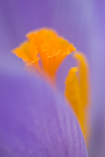 Krokus