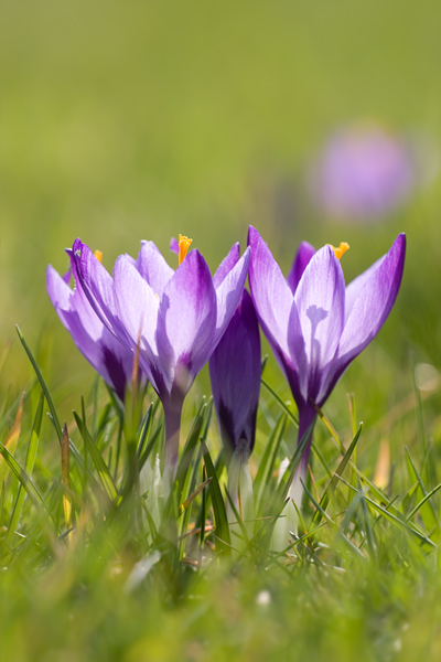 Krokus