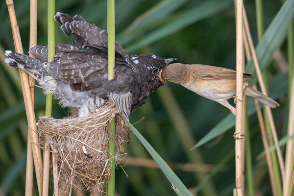 Kuckuck, Cuculus canorus, Cuculidae, Cuculiformes, Cuculus, Wirtsvoegel, Wirtsvogel, Tecihrohrsaenger, Kuckuckskind, Kuckucksei, fehlende Brutpflege, Rohrsaenger, Langstreckenzieher, parasitierte Gelege, Aufgabe, Brutparasitismus, Parasitierungsgrad, Richter-Naturfoto, Sperberung, Jungkuckuck, Kuckuck Kuckuck rufts aus dem Wald 
