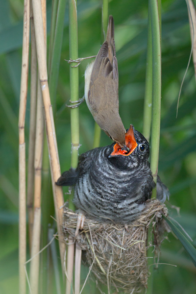 Kuckuck, Cuculus canorus, Cuculidae, Cuculiformes, Cuculus, Wirtsvoegel, Wirtsvogel, Tecihrohrsaenger, Kuckuckskind, Kuckucksei, fehlende Brutpflege, Rohrsaenger, Langstreckenzieher, parasitierte Gelege, Aufgabe, Brutparasitismus, Parasitierungsgrad, Richter-Naturfoto, Sperberung, Jungkuckuck, Kuckuck Kuckuck rufts aus dem Wald 

