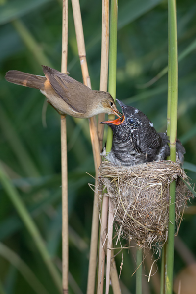 Kuckuck, Cuculus canorus, Cuculidae, Cuculiformes, Cuculus, Wirtsvoegel, Wirtsvogel, Tecihrohrsaenger, Kuckuckskind, Kuckucksei, fehlende Brutpflege, Rohrsaenger, Langstreckenzieher, parasitierte Gelege, Aufgabe, Brutparasitismus, Parasitierungsgrad, Richter-Naturfoto, Sperberung, Jungkuckuck, Kuckuck Kuckuck rufts aus dem Wald 
