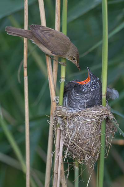 Kuckuck, Cuculus canorus, Cuculidae, Cuculiformes, Cuculus, Wirtsvoegel, Wirtsvogel, Tecihrohrsaenger, Kuckuckskind, Kuckucksei, fehlende Brutpflege, Rohrsaenger, Langstreckenzieher, parasitierte Gelege, Aufgabe, Brutparasitismus, Parasitierungsgrad, Richter-Naturfoto, Sperberung, Jungkuckuck, Kuckuck Kuckuck rufts aus dem Wald 

