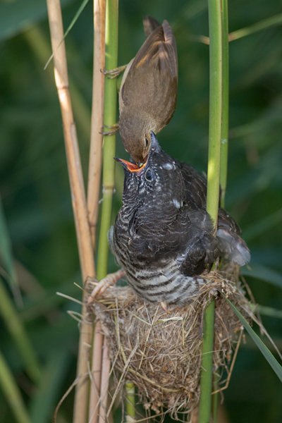 Kuckuck, Cuculus canorus, Cuculidae, Cuculiformes, Cuculus, Wirtsvoegel, Wirtsvogel, Tecihrohrsaenger, Kuckuckskind, Kuckucksei, fehlende Brutpflege, Rohrsaenger, Langstreckenzieher, parasitierte Gelege, Aufgabe, Brutparasitismus, Parasitierungsgrad, Richter-Naturfoto, Sperberung, Jungkuckuck, Kuckuck Kuckuck rufts aus dem Wald 
