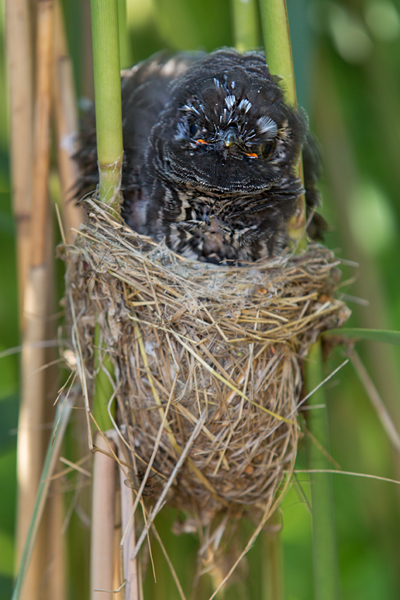 Kuckuck, Cuculus canorus, Cuculidae, Cuculiformes, Cuculus, Wirtsvoegel, Wirtsvogel, Tecihrohrsaenger, Kuckuckskind, Kuckucksei, fehlende Brutpflege, Rohrsaenger, Langstreckenzieher, parasitierte Gelege, Aufgabe, Brutparasitismus, Parasitierungsgrad, Richter-Naturfoto, Sperberung, Jungkuckuck, Kuckuck Kuckuck rufts aus dem Wald 
