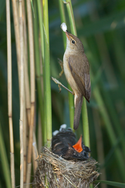 Kuckuck, Cuculus canorus, Cuculidae, Cuculiformes, Cuculus, Wirtsvoegel, Wirtsvogel, Tecihrohrsaenger, Kuckuckskind, Kuckucksei, fehlende Brutpflege, Rohrsaenger, Langstreckenzieher, parasitierte Gelege, Aufgabe, Brutparasitismus, Parasitierungsgrad, Richter-Naturfoto, Sperberung, Jungkuckuck, Kuckuck Kuckuck rufts aus dem Wald 
