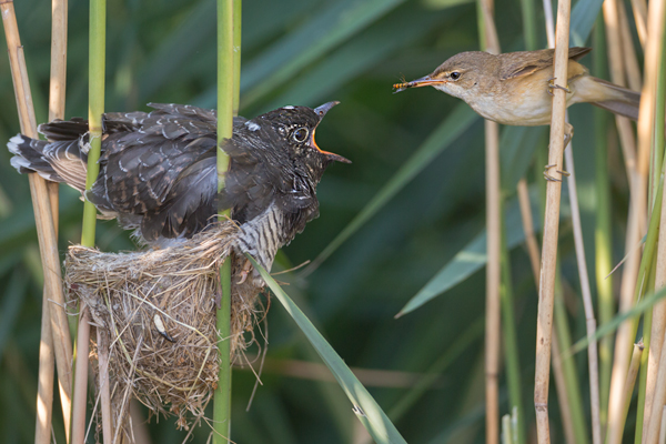 Kuckuck, Cuculus canorus, Cuculidae, Cuculiformes, Cuculus, Wirtsvoegel, Wirtsvogel, Tecihrohrsaenger, Kuckuckskind, Kuckucksei, fehlende Brutpflege, Rohrsaenger, Langstreckenzieher, parasitierte Gelege, Aufgabe, Brutparasitismus, Parasitierungsgrad, Richter-Naturfoto, Sperberung, Jungkuckuck, Kuckuck Kuckuck rufts aus dem Wald 

