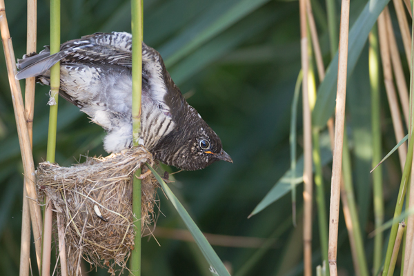 Kuckuck, Cuculus canorus, Cuculidae, Cuculiformes, Cuculus, Wirtsvoegel, Wirtsvogel, Tecihrohrsaenger, Kuckuckskind, Kuckucksei, fehlende Brutpflege, Rohrsaenger, Langstreckenzieher, parasitierte Gelege, Aufgabe, Brutparasitismus, Parasitierungsgrad, Richter-Naturfoto, Sperberung, Jungkuckuck, Kuckuck Kuckuck rufts aus dem Wald 
