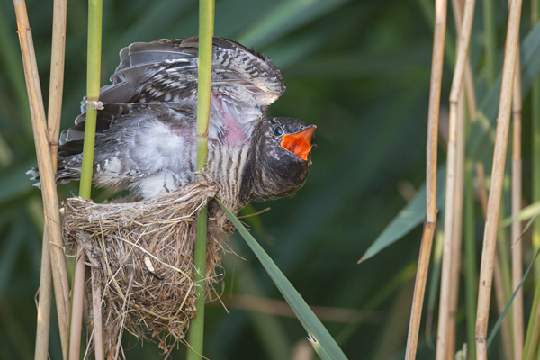 Kuckuck, Cuculus canorus, Cuculidae, Cuculiformes, Cuculus, Wirtsvoegel, Wirtsvogel, Tecihrohrsaenger, Kuckuckskind, Kuckucksei, fehlende Brutpflege, Rohrsaenger, Langstreckenzieher, parasitierte Gelege, Aufgabe, Brutparasitismus, Parasitierungsgrad, Richter-Naturfoto, Sperberung, Jungkuckuck, Kuckuck Kuckuck rufts aus dem Wald 
