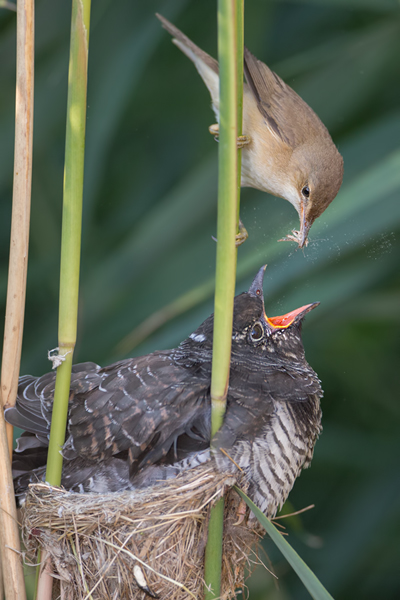 Kuckuck, Cuculus canorus, Cuculidae, Cuculiformes, Cuculus, Wirtsvoegel, Wirtsvogel, Tecihrohrsaenger, Kuckuckskind, Kuckucksei, fehlende Brutpflege, Rohrsaenger, Langstreckenzieher, parasitierte Gelege, Aufgabe, Brutparasitismus, Parasitierungsgrad, Richter-Naturfoto, Sperberung, Jungkuckuck, Kuckuck Kuckuck rufts aus dem Wald 
