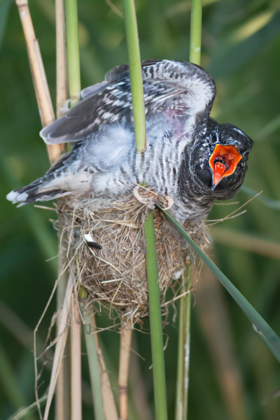 Kuckuck, Cuculus canorus, Cuculidae, Cuculiformes, Cuculus, Wirtsvoegel, Wirtsvogel, Tecihrohrsaenger, Kuckuckskind, Kuckucksei, fehlende Brutpflege, Rohrsaenger, Langstreckenzieher, parasitierte Gelege, Aufgabe, Brutparasitismus, Parasitierungsgrad, Richter-Naturfoto, Sperberung, Jungkuckuck, Kuckuck Kuckuck rufts aus dem Wald 
