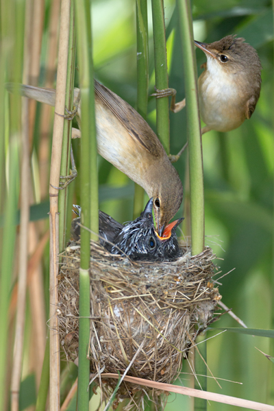 Kuckuck, Cuculus canorus, Cuculidae, Cuculiformes, Cuculus, Wirtsvoegel, Wirtsvogel, Tecihrohrsaenger, Kuckuckskind, Kuckucksei, fehlende Brutpflege, Rohrsaenger, Langstreckenzieher, parasitierte Gelege, Aufgabe, Brutparasitismus, Parasitierungsgrad, Richter-Naturfoto, Sperberung, Jungkuckuck, Kuckuck Kuckuck rufts aus dem Wald 
