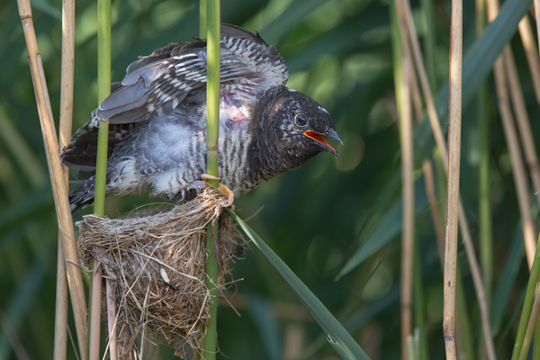 Kuckuck, Cuculus canorus, Cuculidae, Cuculiformes, Cuculus, Wirtsvoegel, Wirtsvogel, Tecihrohrsaenger, Kuckuckskind, Kuckucksei, fehlende Brutpflege, Rohrsaenger, Langstreckenzieher, parasitierte Gelege, Aufgabe, Brutparasitismus, Parasitierungsgrad, Richter-Naturfoto, Sperberung, Jungkuckuck, Kuckuck Kuckuck rufts aus dem Wald 
