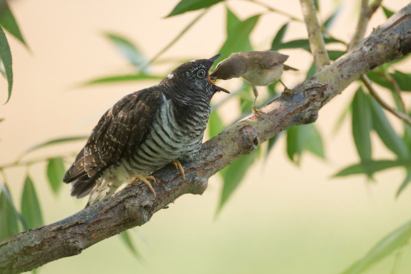 Kuckuck, Cuculus canorus, Cuculidae, Cuculiformes, Cuculus, Wirtsvoegel, Wirtsvogel, Tecihrohrsaenger, Kuckuckskind, Kuckucksei, fehlende Brutpflege, Rohrsaenger, Langstreckenzieher, parasitierte Gelege, Aufgabe, Brutparasitismus, Parasitierungsgrad, Richter-Naturfoto, Sperberung, Jungkuckuck, Kuckuck Kuckuck rufts aus dem Wald, Teichrohrsänger fuettert Kuckuck, Jungkuckuck, Kuckuck 1 Woche nach dem Ausflug 
