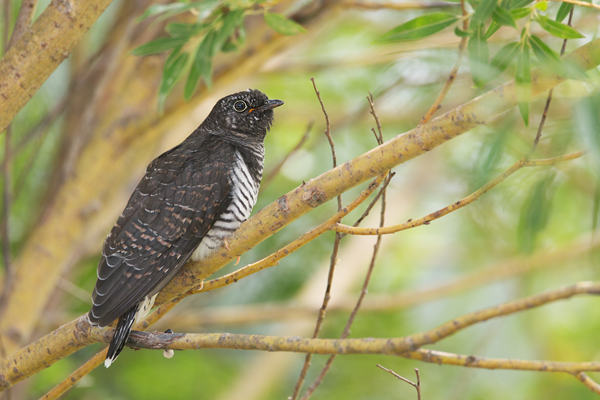 Kuckuck, Cuculus canorus, Cuculidae, Cuculiformes, Cuculus, Wirtsvoegel, Wirtsvogel, Tecihrohrsaenger, Kuckuckskind, Kuckucksei, fehlende Brutpflege, Rohrsaenger, Langstreckenzieher, parasitierte Gelege, Aufgabe, Brutparasitismus, Parasitierungsgrad, Richter-Naturfoto, Sperberung, Jungkuckuck, Kuckuck Kuckuck rufts aus dem Wald, Teichrohrsänger fuettert Kuckuck, Jungkuckuck, Kuckuck 1 Woche nach dem Ausflug 
